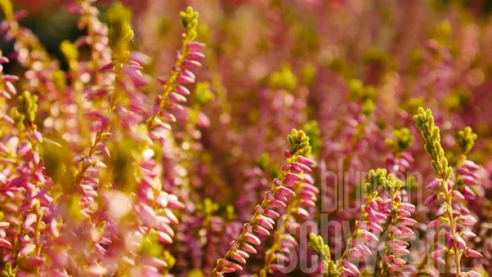 Blumen Schwarz - Ihre Gärtnerei in Schwabach