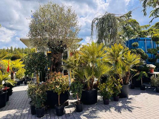 ADLER Baumschulen Roth