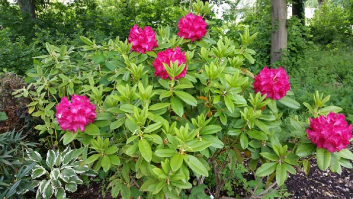 Brigittas Garten-Design GmbH