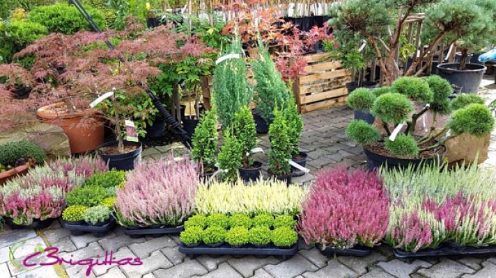 Baumschule A. & B. Spachmüller GbR