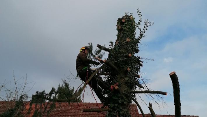 Baum- und Gartenpflege Gehringer