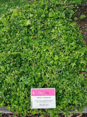 Heilkräutergarten im Kurpark