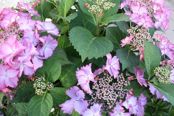 Gartenservice Rauch