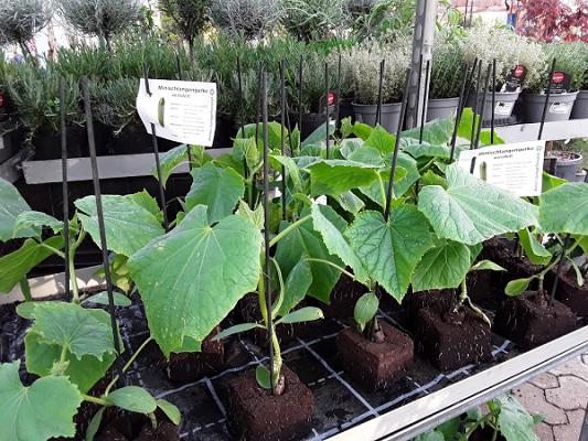 682e7afc568dd