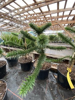 Schneller Frank, Gartenbau und Baumschule