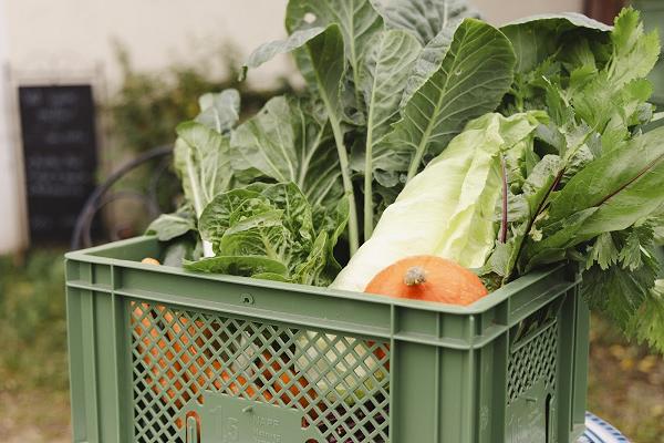 Bioland Marktgärtnerei - Grüne Schmiede