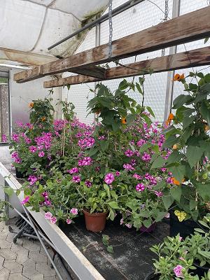 Gartenbau Katzer