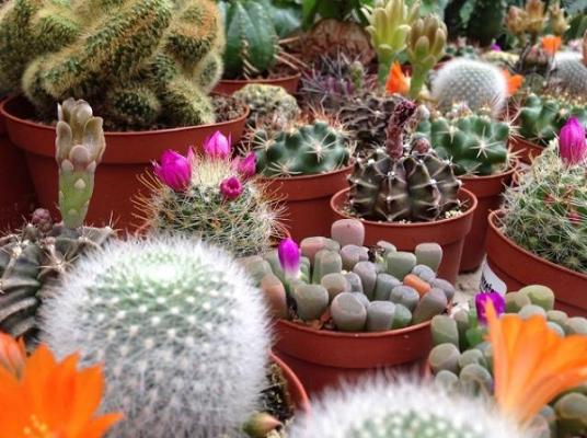 Silberdistel Gartengestaltung und Blumen- & Pflanzen- fachmarkt GmbH & Co. KG