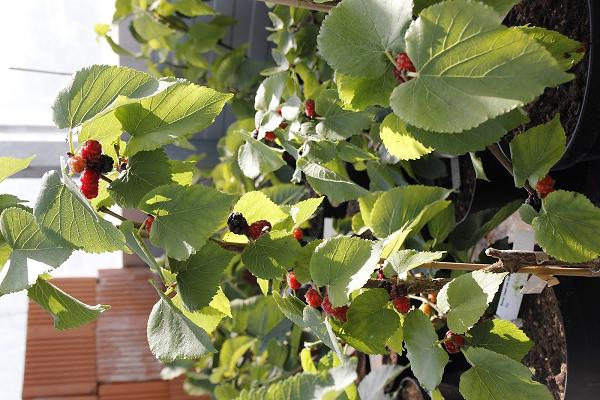 Botanik in Weißenburg