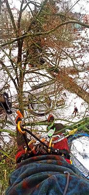 Baumdienst - APLUS Baumpflege