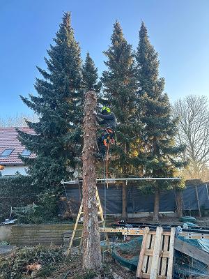 Baumfällung Conrad Berlin / Brandenburg