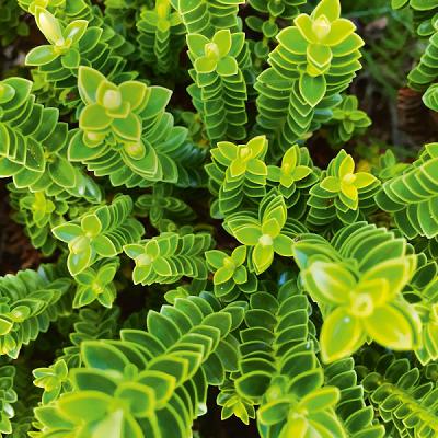 Schuh Gartenbau GmbH