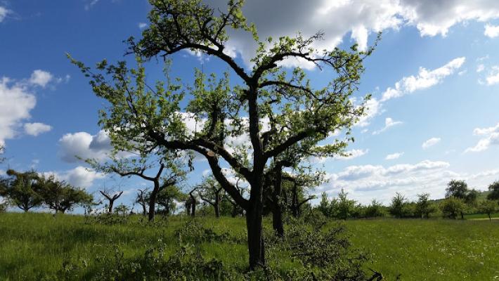Baum- und Gehölzpflege Wiesmann