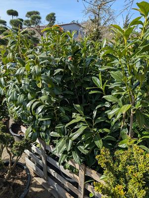 Die Fränkische Toskana - Ihre Gärtnerei | Ihre Gartengestalter