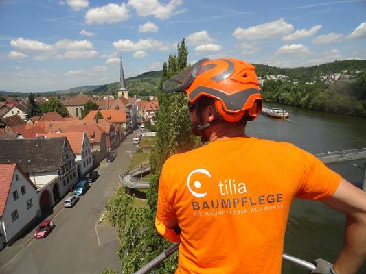 Tilia Baumpflege