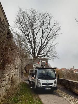 Würzburger Baumpflege