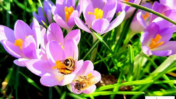 Wiesendanger Garten- & Landschaftsbau Meisterbetrieb