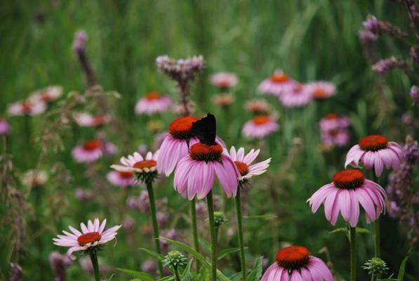 SpessartGärten Christian Väth
