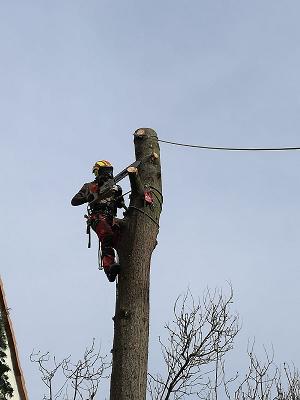 Baumfällungen und Baumpflege Wagenbrenner