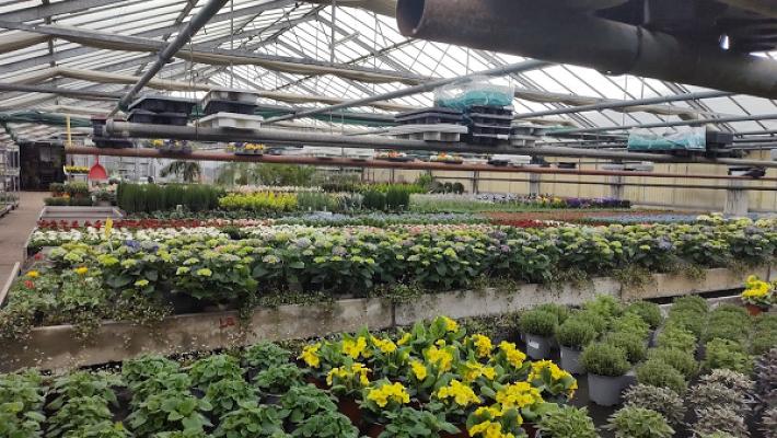 Blumengroßhandel A & A Flowers GmbH