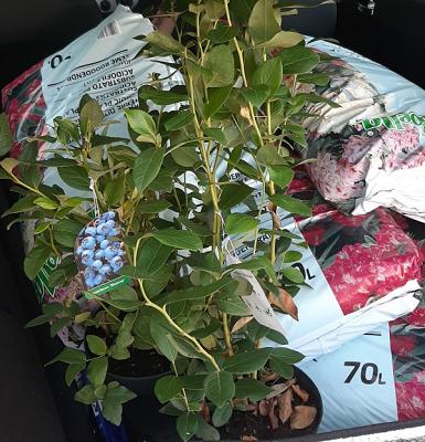 Baumschule Edgar Christel