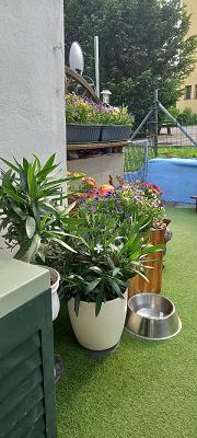 ReGe Gartenpflege