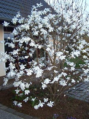 Garten-Rein Baumschule & Gartengestaltung
