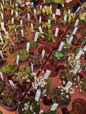 Spezialgärtnerei für Fleischfressende Pflanzen, Thomas Carow