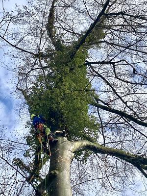 Baum- und Gartenpflege Rhön
