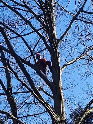 Baumdienste mit Seiltechnik Purretat