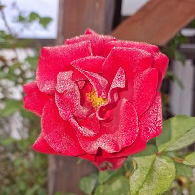 S. T. Serviceleistungen, Forst- Baumservice, Gartenservice, Gärtner, Hausmeisterservice