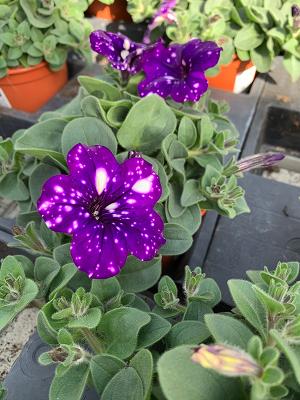 Volker Weigand Gartenbaubetrieb