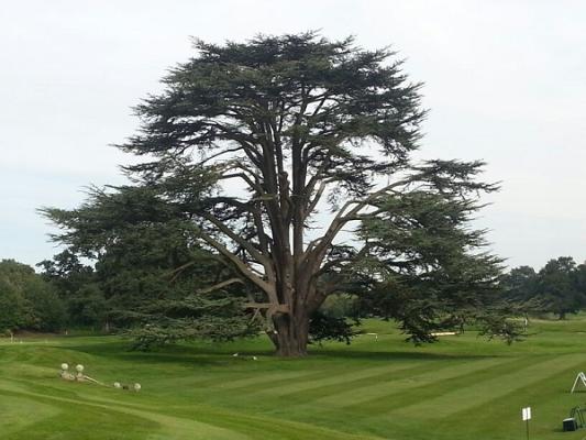 Baumdoktor Roggensack