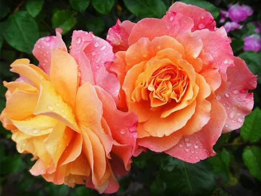 TILIA Gartengestaltung