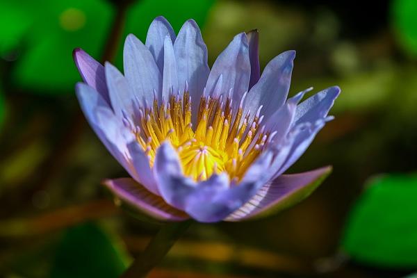 Glaß Wasserpflanzen / Gartengestaltung