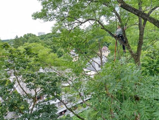 Baum und Gartenpflege Schweiger