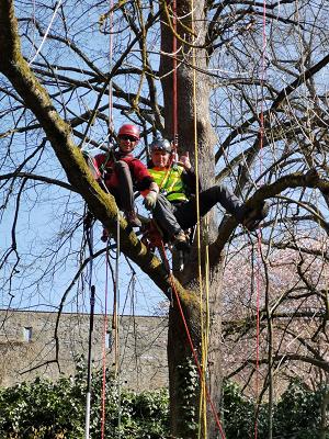 Baumpflege Michael Kraus