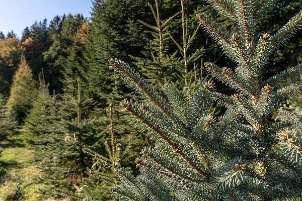 Bio-Christbaumkultur Schmidberger