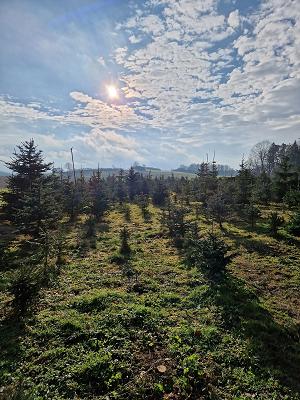 Christbaum Plantage Schuster