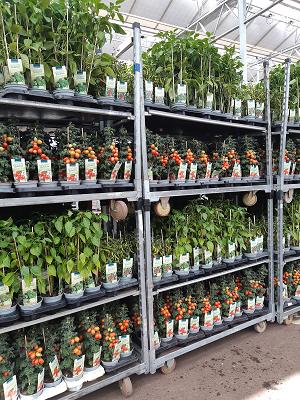 Hartmann Gartenbau GmbH & Co. KG
