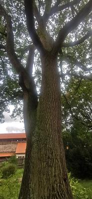 Schneidt'scher Garten