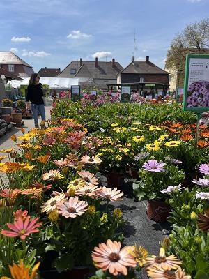 Ritter - Blumen und Pflanzen