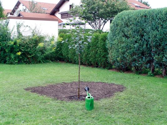 Bötsch Wurzelstockbeseitigung