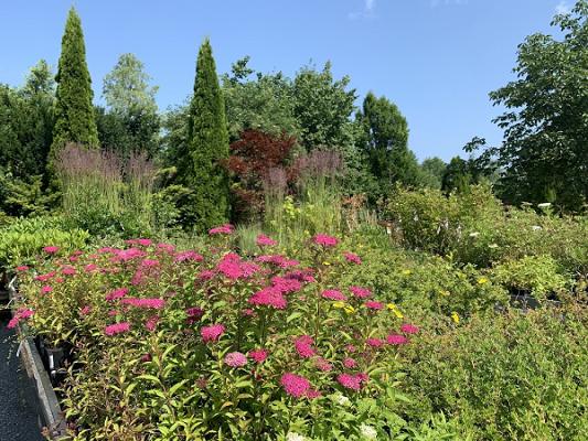 Baumschule Sommer / Oy-Mittelberg/Oberzollhaus