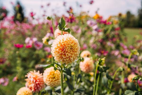 Kraut & Blüten