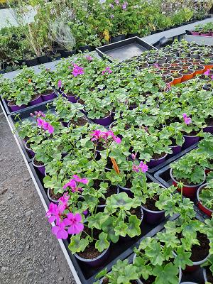 Kolping-Bildungswerk Gartenbau