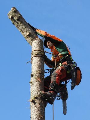 Baumpflege Schneider