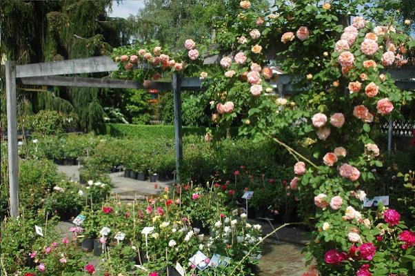 Schmid Gartenpflanzen