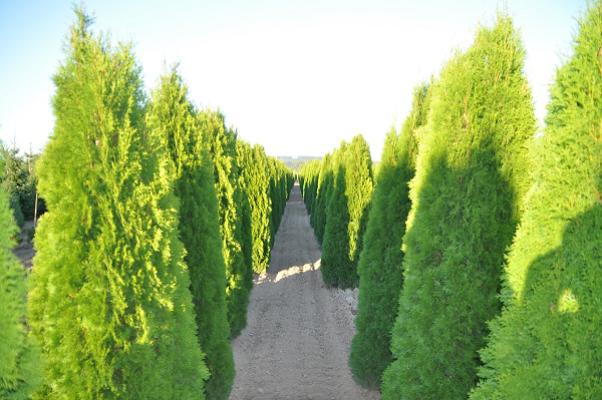 Kutter Pflanzen GmbH