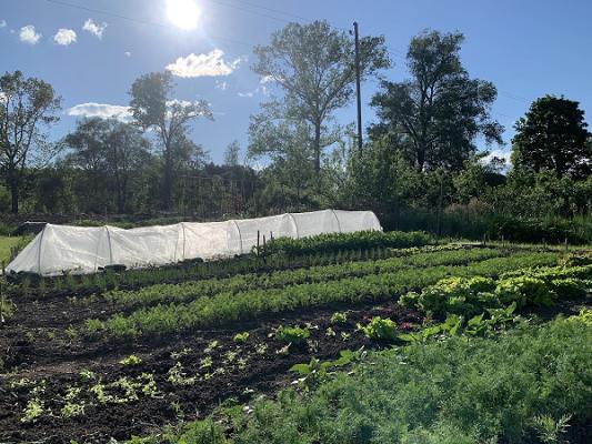 Westerheimer Gartengemüse